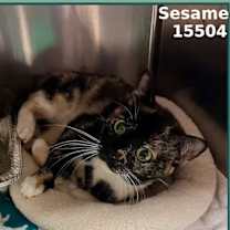 Thumbnail photo of SESAME #1