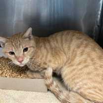 Thumbnail photo of Jingles #1