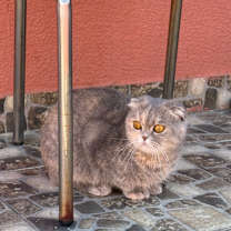 Thumbnail photo of Caramel #2