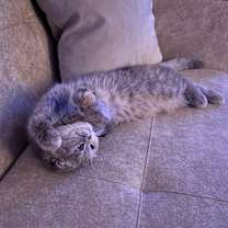 Thumbnail photo of Caramel #3