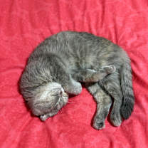 Thumbnail photo of Caramel #4