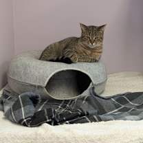 Thumbnail photo of Nash #2