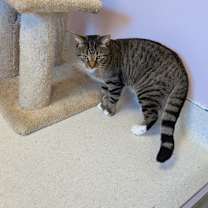 Thumbnail photo of Kion #1