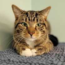 Thumbnail photo of Kion #3