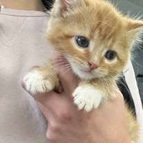 Thumbnail photo of Sickle #1