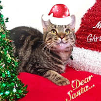 Thumbnail photo of Ama-Gi #1