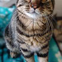 Thumbnail photo of Ama-Gi #2