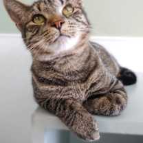 Thumbnail photo of Cordell #3