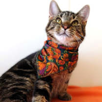 Thumbnail photo of Ama-Gi #3