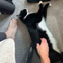 Thumbnail photo of Ratty #1