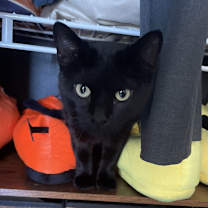 Thumbnail photo of Miso #1