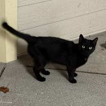 Thumbnail photo of Miso #2