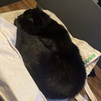 Thumbnail photo of Miso #3