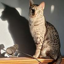 Thumbnail photo of Cinco #1