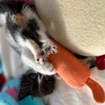 Thumbnail photo of Gibson (adopt with Gunnar) #4