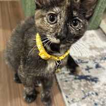 Thumbnail photo of Sienna #1