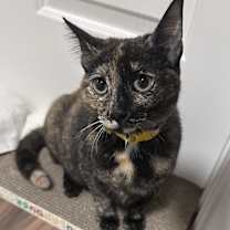 Thumbnail photo of Sienna #3