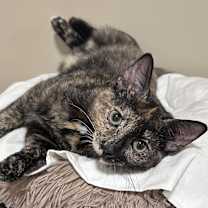 Thumbnail photo of Sienna #4