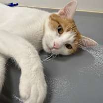 Thumbnail photo of Puzzle #4