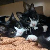 Thumbnail photo of Grinch #1