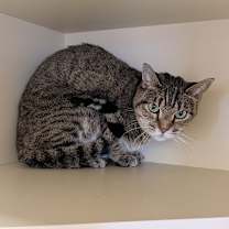 Thumbnail photo of Snoop #3