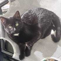 Thumbnail photo of Orion #1