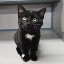 Thumbnail photo of Orion #2