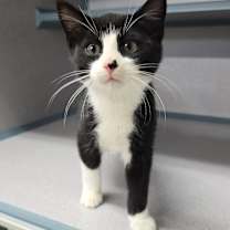 Thumbnail photo of Vega #4