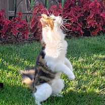 Thumbnail photo of Paw-ly #2