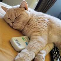 Thumbnail photo of Pippa #4