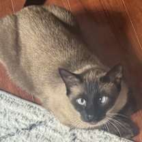 Thumbnail photo of Henry #1