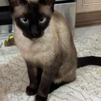 Thumbnail photo of Henry #2