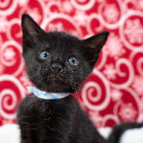 Thumbnail photo of Salem #1