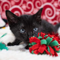 Thumbnail photo of Salem #2