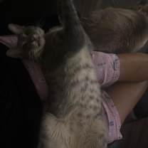 Thumbnail photo of Cosmos #1