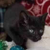 Thumbnail photo of Noelle #3