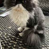 Thumbnail photo of Elenor #3