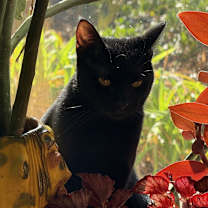 Thumbnail photo of Juniper #2