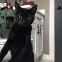 Thumbnail photo of Juniper #3