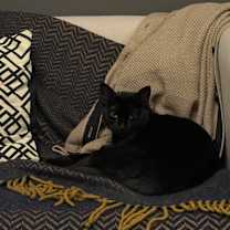 Thumbnail photo of Juniper #4