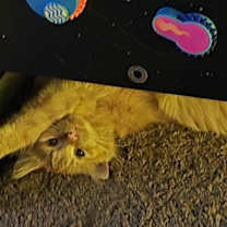 Thumbnail photo of Timmy #2