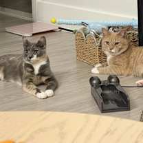 Thumbnail photo of Cheddar #2