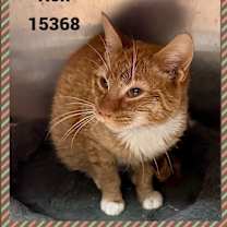 Thumbnail photo of RON #2