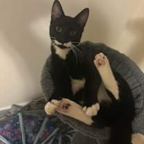 Thumbnail photo of Cedo #1