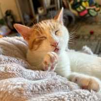 Thumbnail photo of Tyrannosaurus Rex #1