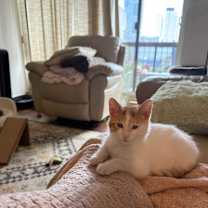 Thumbnail photo of Tyrannosaurus Rex #3