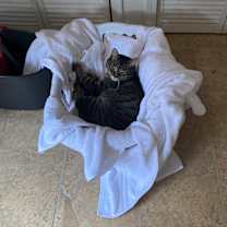 Thumbnail photo of Sol #4