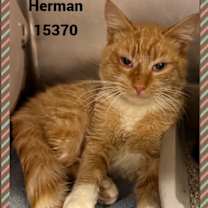 Thumbnail photo of HERMAN #1