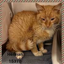 Thumbnail photo of HERMAN #4