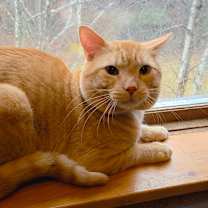 Thumbnail photo of Nacho #3